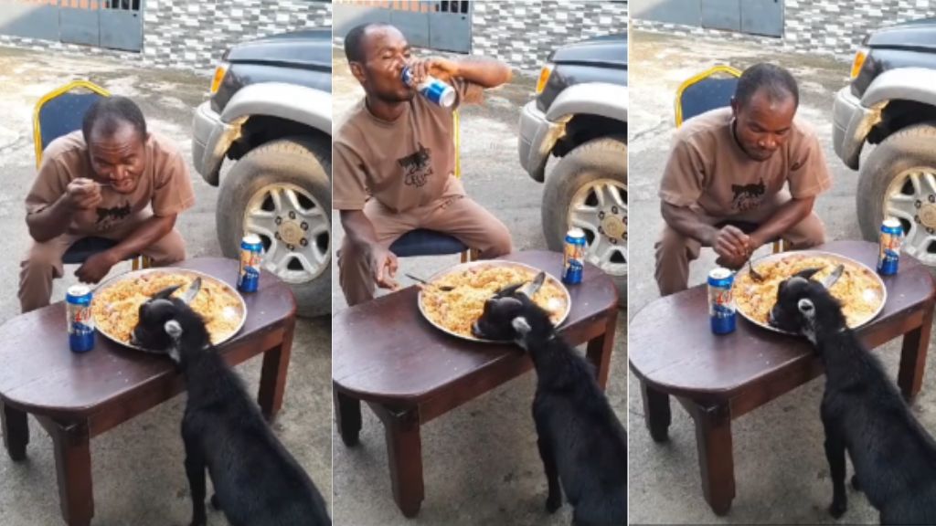 Man and his goat eat jollof rice from same plate